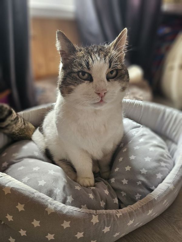 Муся наслаждается вкуснейшей форелью и с удовольствием обживает свою новую уютную кроватку