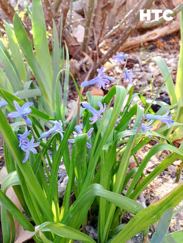 #���_�����. ������� ������ �������� � ����� �� ������� ��� - ������� �����������