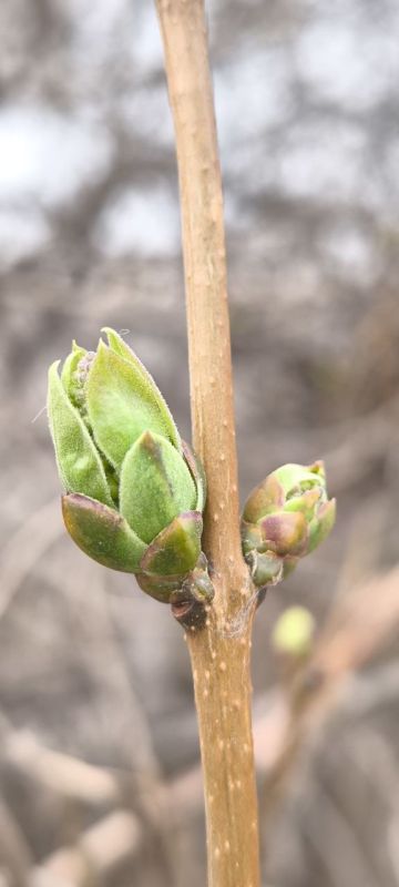 ���� ������� ����!. � ����� � ����������� ��� �������. ����� ������-�������� 10-15�/�. ����������� ������� ����� -2...0��, ���� +4...+6��, � ���� +9��