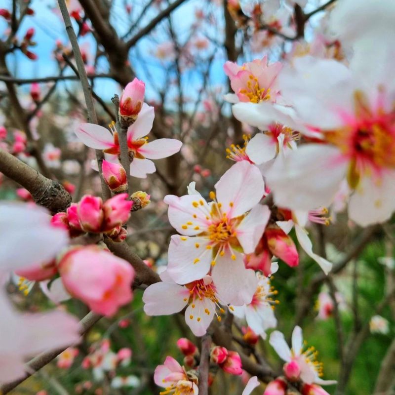 ������ ����, �����������!