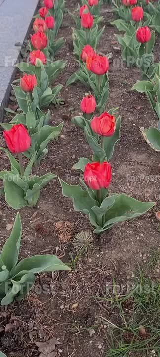 ��� �������� �� ���������� �������� �������� ������ ��������