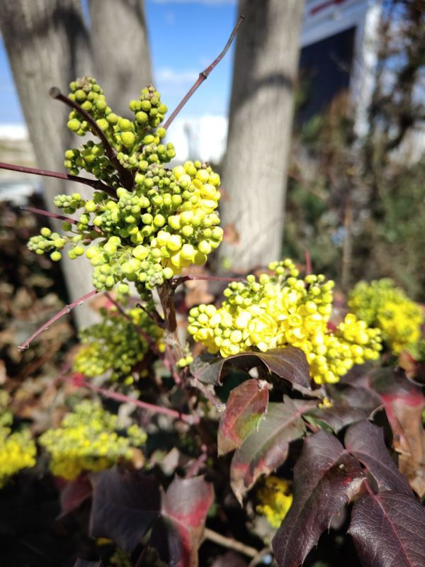 ���� ������� ���������� ����