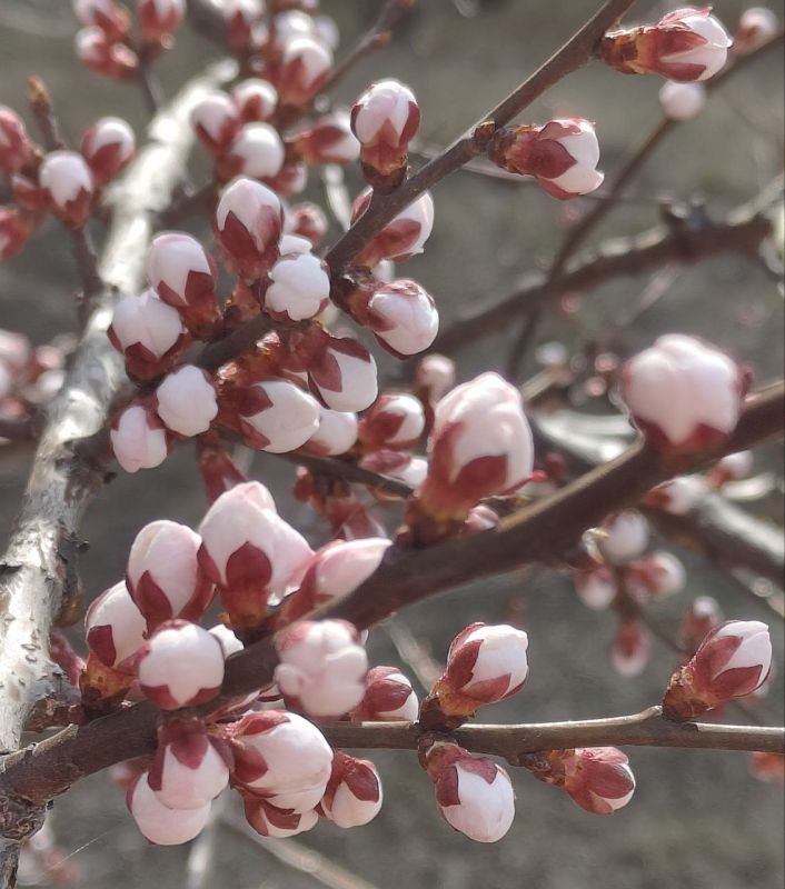 ���� ������� ���������� ����