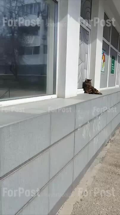 ��������������� ������������� ����������� �������� ����������