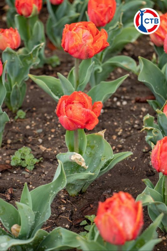 �� ���������� �������� �������� ��������