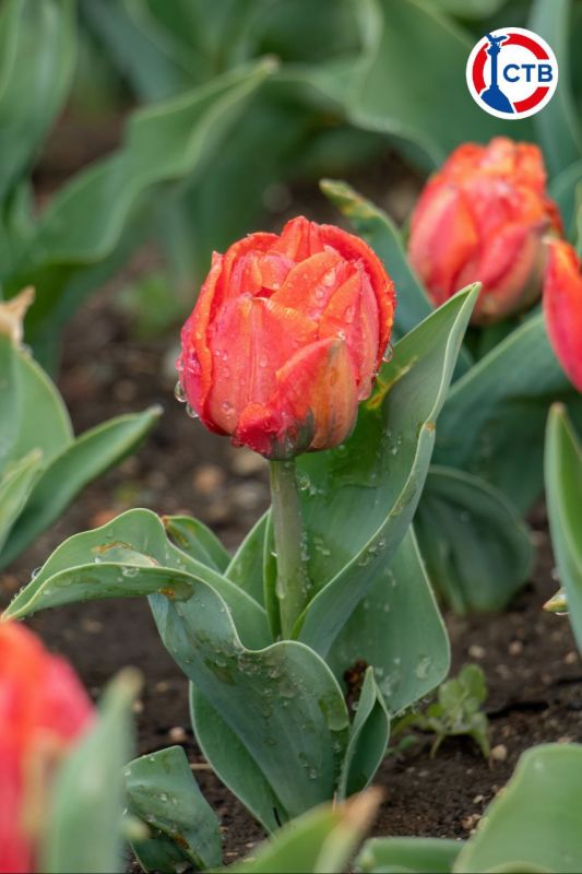 �� ���������� �������� �������� ��������