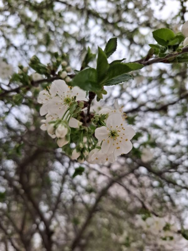 ������� ������ � ����� �� 23 �����