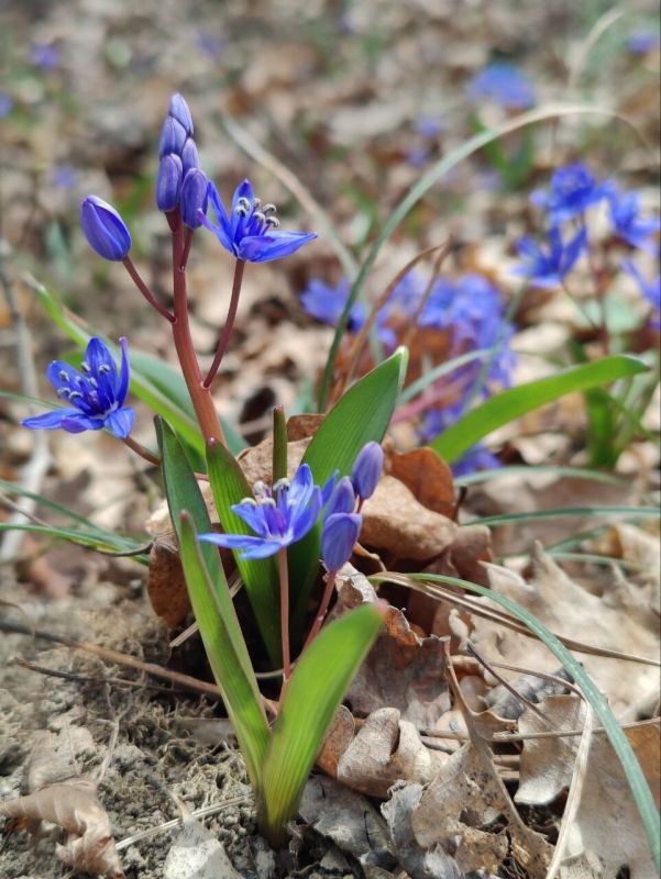 ������� ���������������� ������� ��������� ��������� ������������ ����������, ������������� ������� � ����