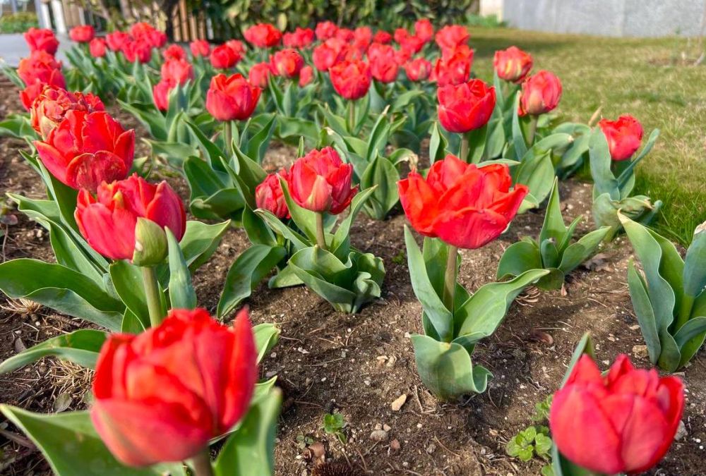 ������ ����, �����������!