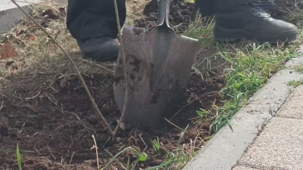 Сегодня сотрудники ГБУ "Парки и скверы" высаживали вдоль сквера Ивана Голубца живую изгородь из форзиции