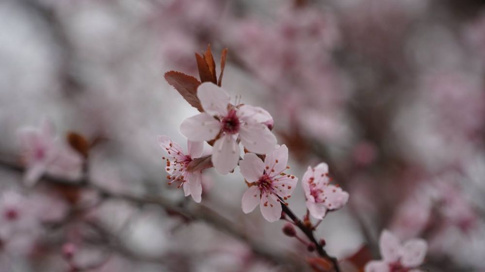 ������� ������ � ����� �� 26 �����