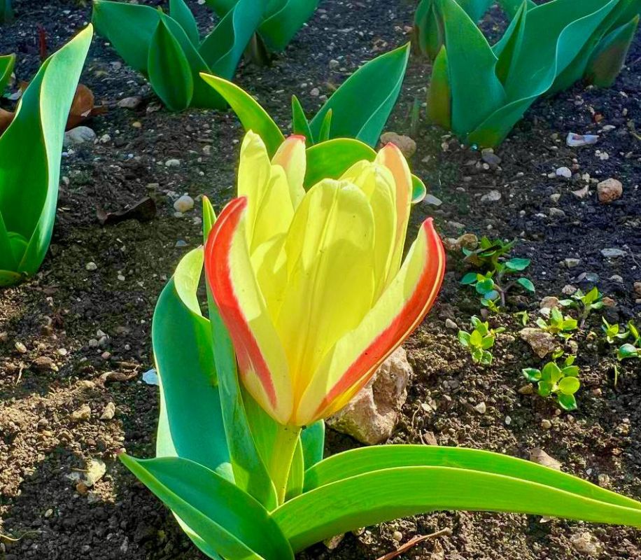 ������ � ����������� 26 �����