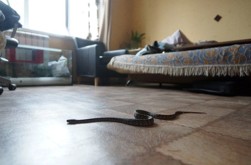 Проснулись и поползли: в Крыму активизировались гадюки, клещи и сколопендры