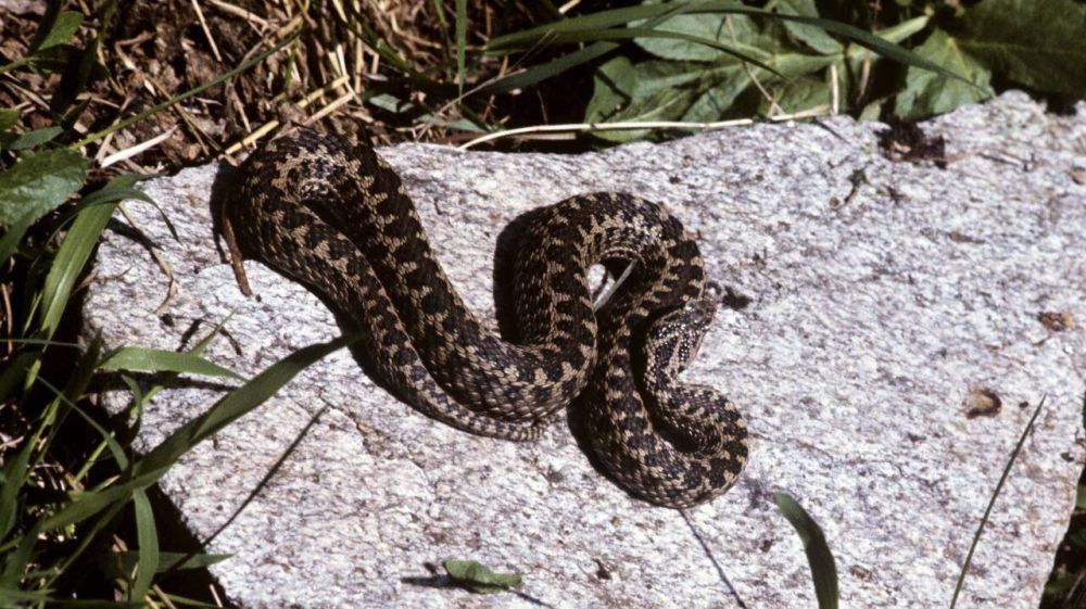 � ����� ��-�� ����� ������ ���������� ������ � �����������