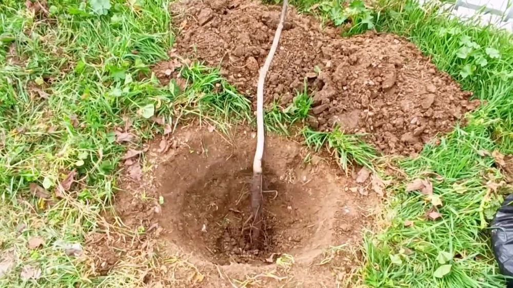 Продолжаются работы по озеленению нашего города