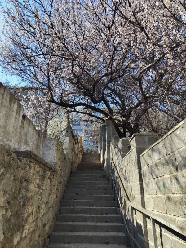 ���� ������� ��������, ������