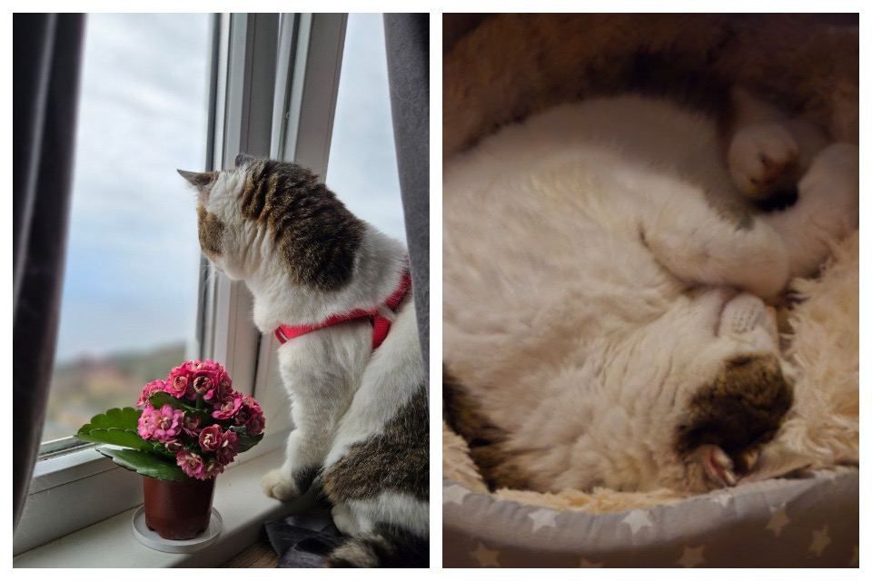 Очаровательная кошка Муся из «Ласточкина гнезда» мечтает о любви и готовится к новым обследованиям