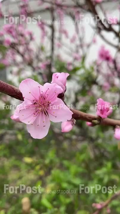 �������� ������ ��������� �����������