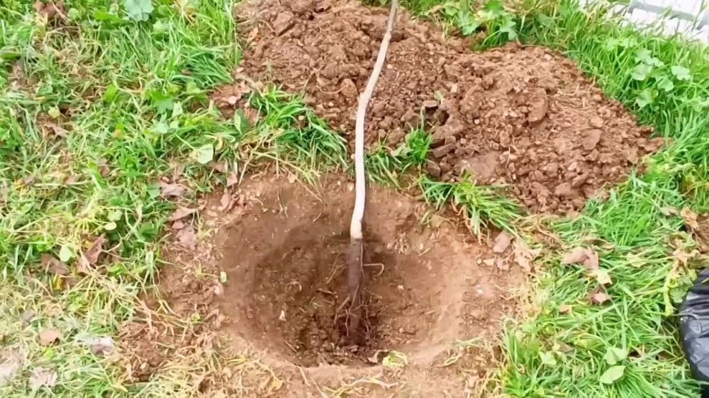 ������ ����!. � ������ ���� ����� ��� ����� ����������, � ���������� ������ ��� � ���� ��������