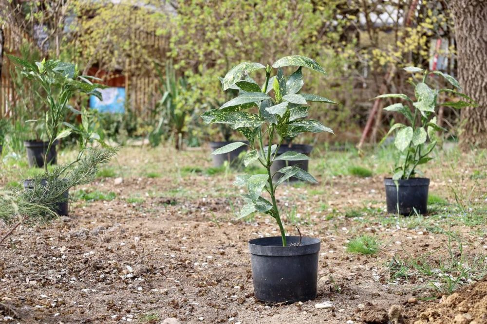 ���������� ������� � ������� ��������� ����� 60-����� ����