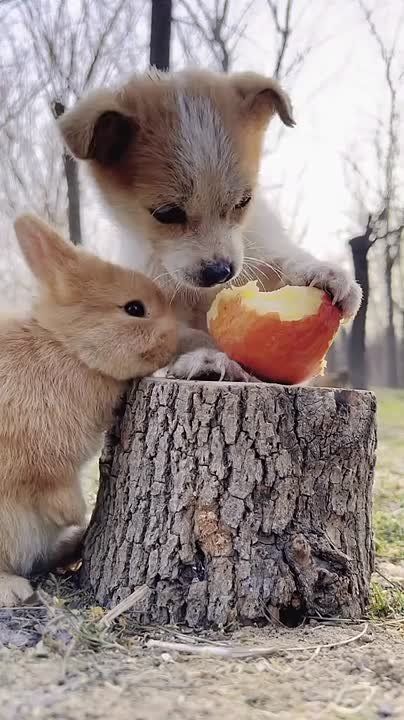 ������ ������ ���������� ��� ����-����