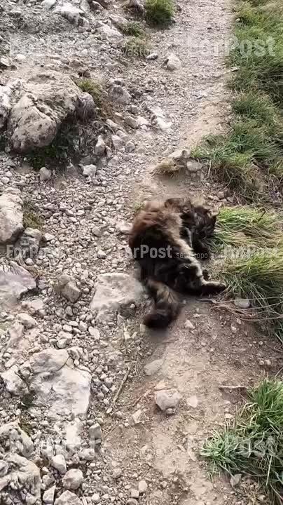 #���_�����. ������������ ���� ��������� ��������, ���� �������� �� ������