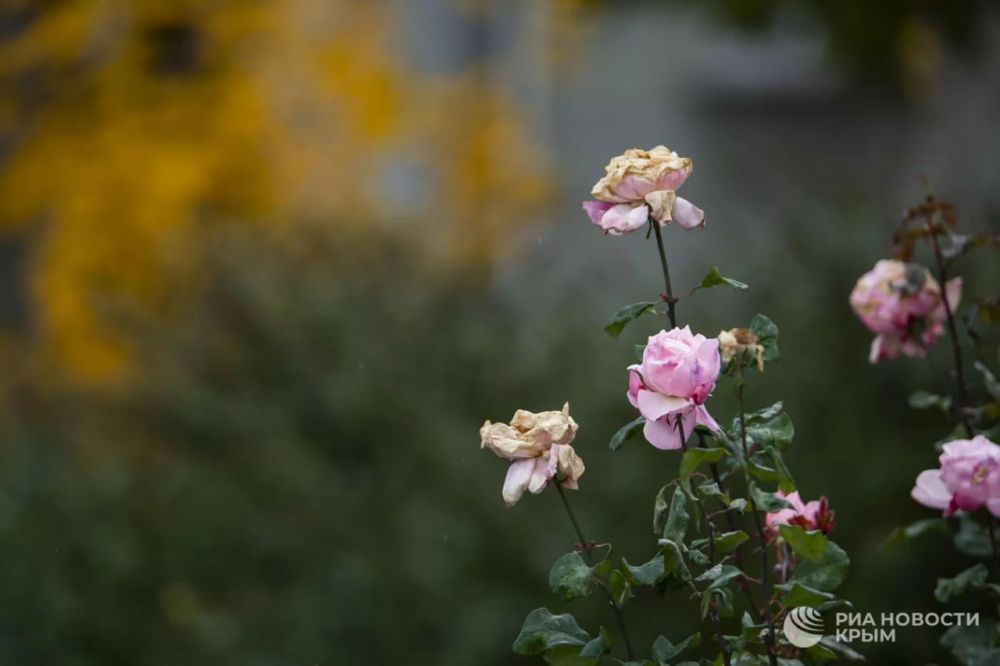 ������� ������ � ����� �� �����������