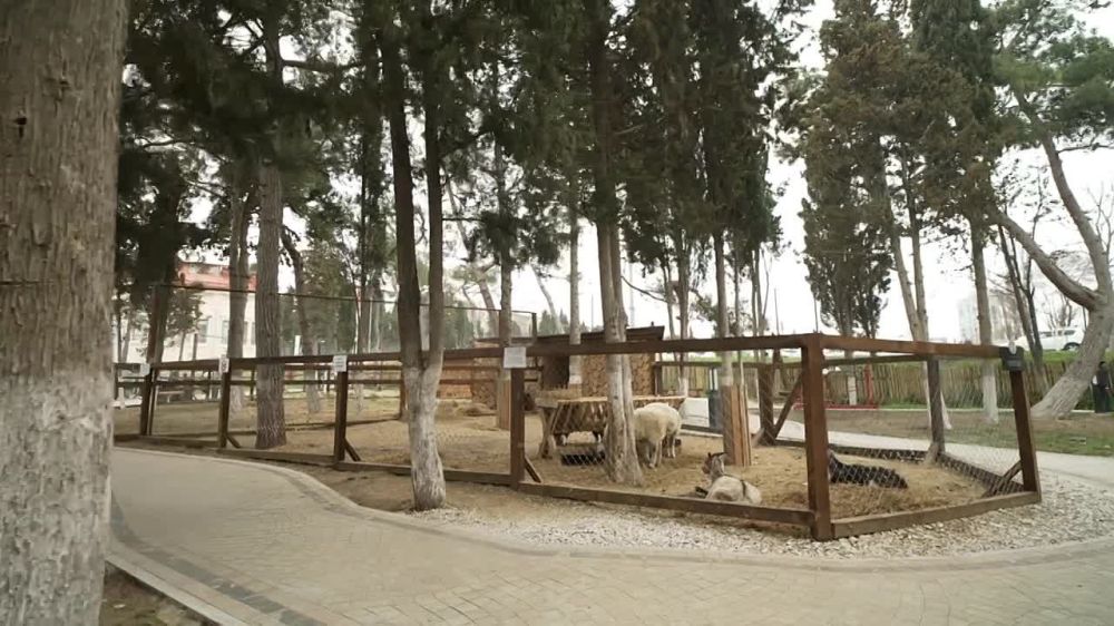 В Новом Херсонесе на свет появился ангорский козлёнок