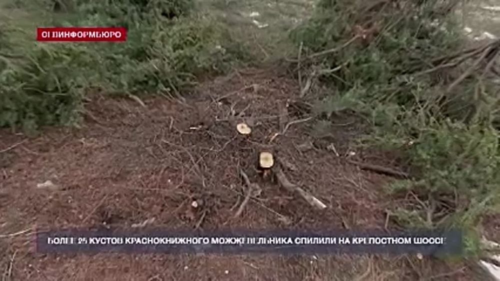 Более 25 кустов краснокнижного можжевельника спилил неизвестный на Крепостном шоссе