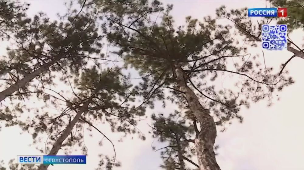 В Севастополе около Камышловского оврага поисковики обнаружили останки красноармейцев