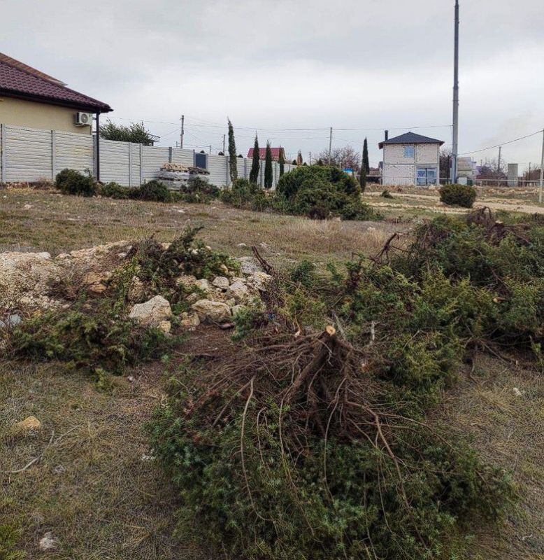 Неизвестные уничтожили более 20 кустов краснокнижного можжевельника в районе Фиолента