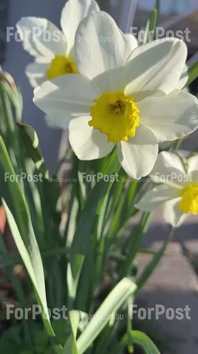 Последний день марта в Севастополе будет облачным