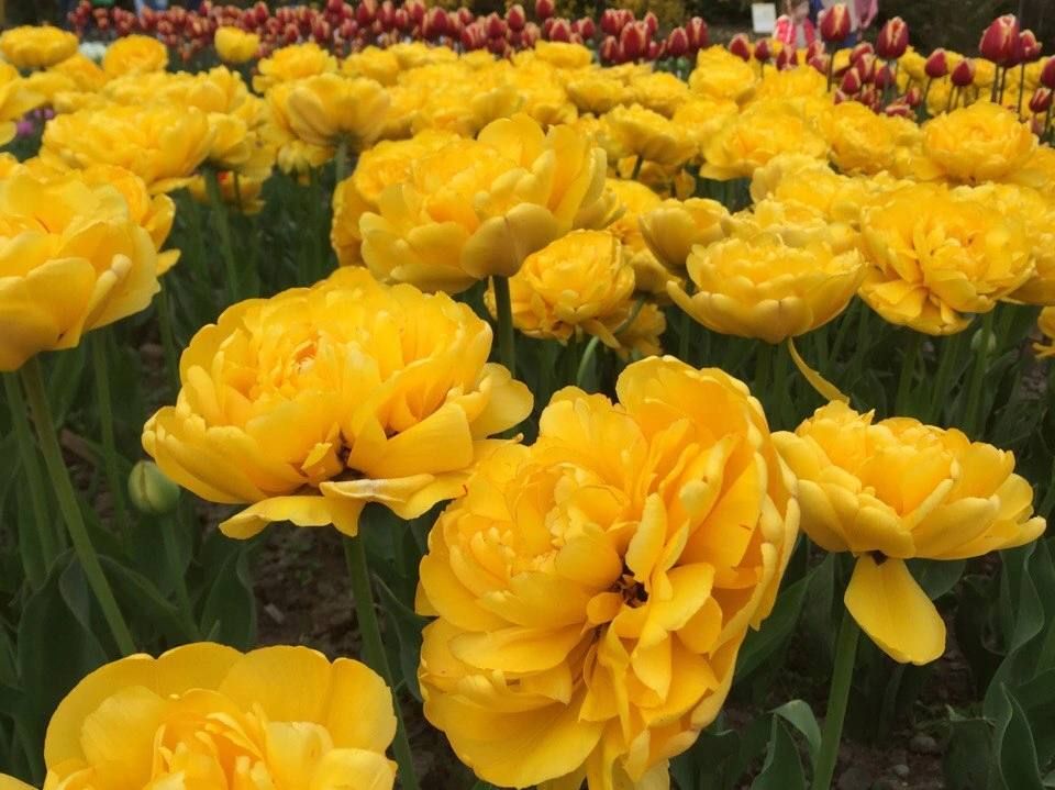 � ����������� ���������� ����������, ��� �������