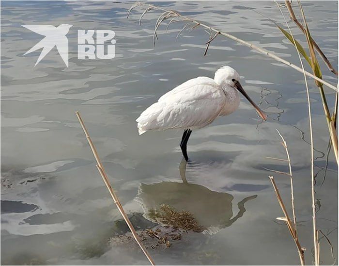 1 ������ �� ���� ���� �������� ���� ����: � ���� ���� ������� ����� ����������� ���� � ������ ����