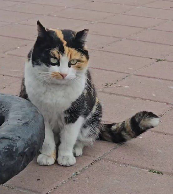 �����������, ��� ��������, ����� �������, � ������, � ���� ��� � �������!