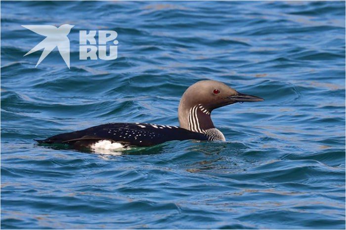 1 ������ �� ���� ���� �������� ���� ����: � ���� ���� ������� ����� ����������� ���� � ������ ����