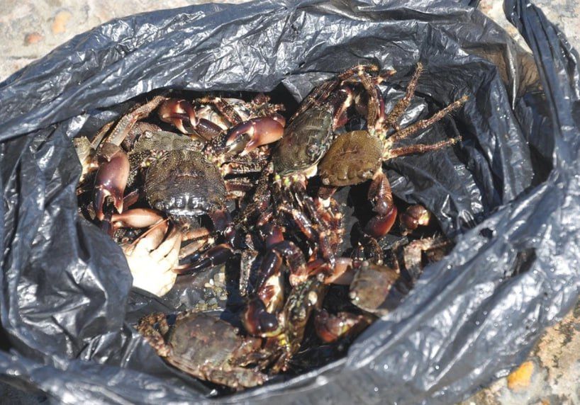 В клешнях смерти: пляж в крымском селе Юркино усеян погибшими крабами