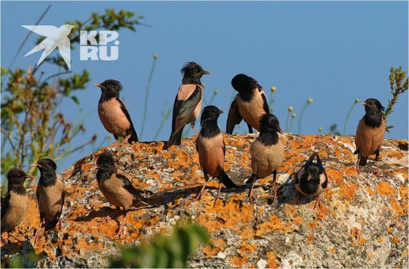 1 апреля во всем мире отмечают День птиц: в этот день принято ждать возвращения птиц в родные края