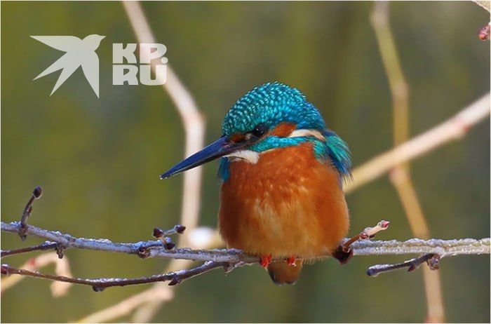 1 ������ �� ���� ���� �������� ���� ����: � ���� ���� ������� ����� ����������� ���� � ������ ����