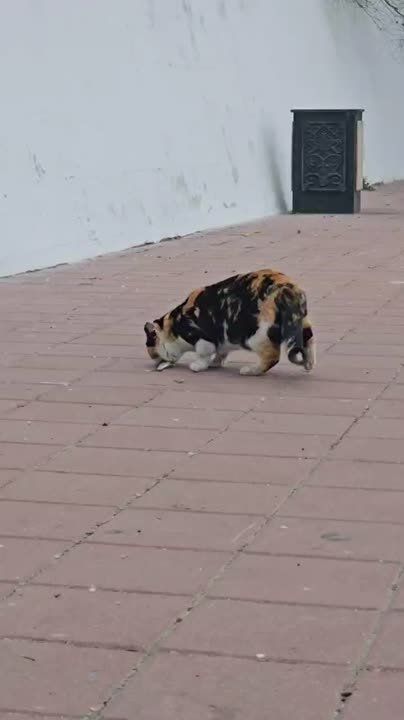 Севастополь, как известно, город морской, а значит, и коты там – морские!