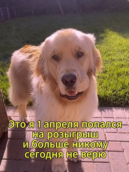 "Смейтесь, господа! Право, смейтесь!