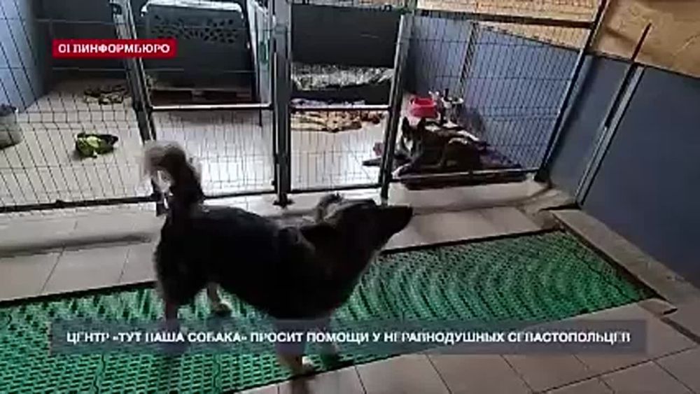 88 постояльцев центра «Тут ваша собака» ждут помощи от неравнодушных севастопольцев