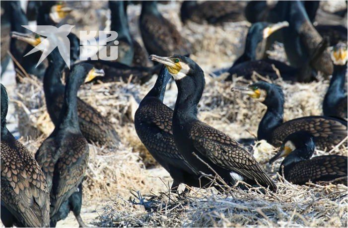 1 ������ �� ���� ���� �������� ���� ����: � ���� ���� ������� ����� ����������� ���� � ������ ����