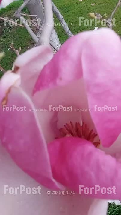 #Нам_пишут. Любители фото с цветущей магнолией Суланжа вытаптывают свежий газон