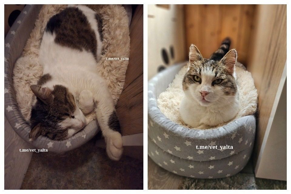 Все, как у людей: проблемы с поджелудочной и высокий сахар в крови