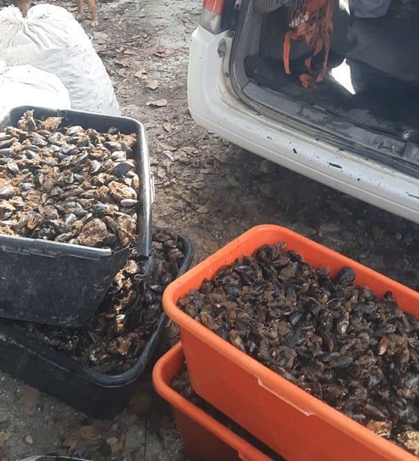 Более 16 тысяч экземпляров мидий незаконно выловили двое севастопольцев