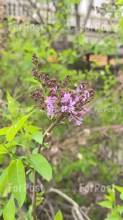 В Севастополе зацветает первая сирень