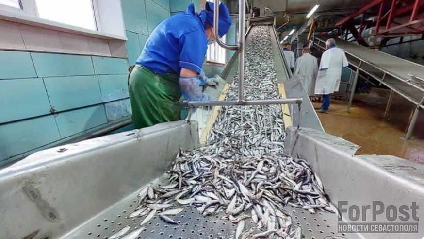 Вылов рыбы в Азовском и Чёрном морях оказался лучше прошлогоднего