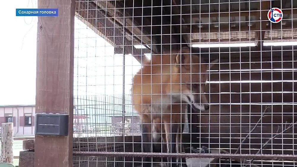 �� ����� �������� �������� � �������� ������� �������� ������