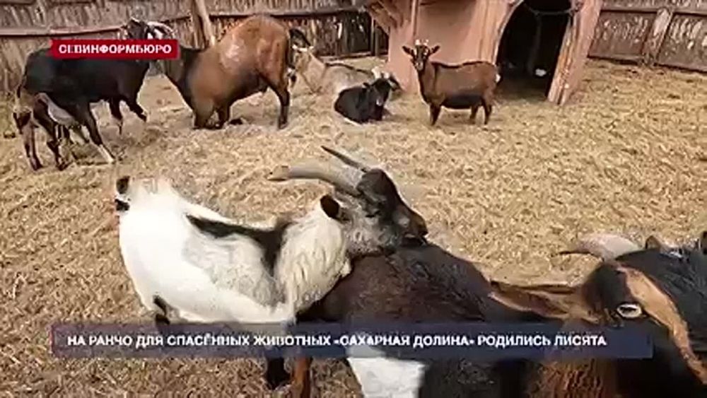 На ранчо для спасённых животных в Сахарной Головке пополнение – совсем недавно здесь родились лисята